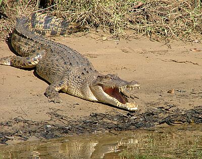 Salt-water (Estuarine) Crocodile